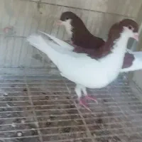 سیاهپوش