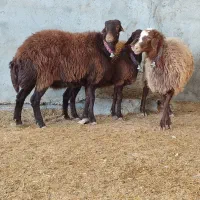 میش.بز.بازغاله.بره|حیوانات مزرعه|نجفآباد, کهریزسنگ|دیوار