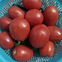 فروش گوجه به صورت عمده