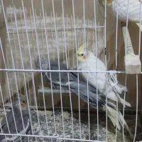 جوجه عروس هلندی 70روزه