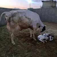 یه گوساله نر هلشتاین دو ماهه