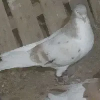 ساده افشون هفت رنگ کله هما لکه دار سار چپ راست