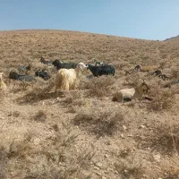 بز میش. کوسفند