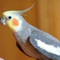 طوطی عروس هلندی پیدا شده ( گمشده )