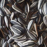 تخمه خوی مستقیم بدون واسطه بازار ولیعصر کرج|عمده‌فروشی|کرج, شهرک شیخ سعدی|دیوار