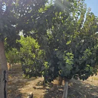 زمین باغی|فروش زمین و ملک کلنگی|باقرشهر, |دیوار