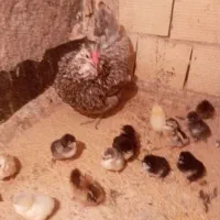 جوجه گلین اصل همراه مادر گیل|حیوانات مزرعه|فردیس, فردیس|دیوار