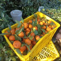 نارنگی ریز و درشت تازه چین