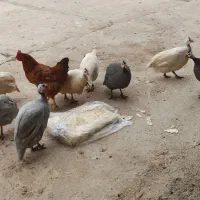 غاز،قوغاز،مرغ و خروس محلی،مرغ شاخدار،جوجه غاز|حیوانات مزرعه|قزوین, |دیوار
