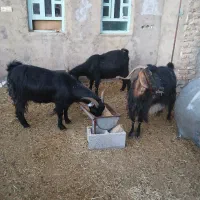 حیوانات|حیوانات مزرعه|سوری, |دیوار