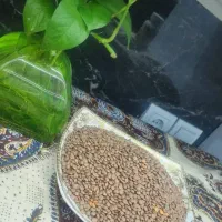 حبوبات|خوردنی و آشامیدنی|شیراز, شهرک مدرس|دیوار