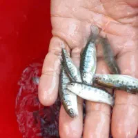 تولید و توزیع بچه ماهی کپور و بچه ماهی قزل الا.