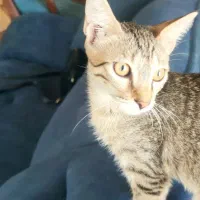 واگذاری  رایگان بچه گربه چهار ماهه نر