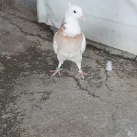 کفترطلافقط400ت|پرنده|باغستان, |دیوار