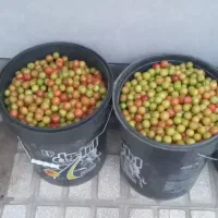 الو لیشی افچنگ