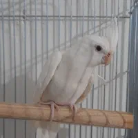 عروس هلندی نر آلبینو خالص