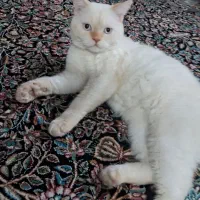 گربه نژاد  هیمالین