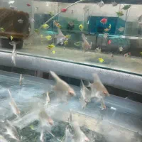 انواع ماهی اکواریومی قیمت عمده