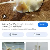 حلزون آچاتینا
