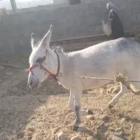 خر خوب. سالم بدون عیب و ایراد