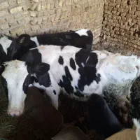گوساله ماده