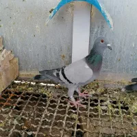 بار جدید اصل جنس|پرنده|کاخک, |دیوار