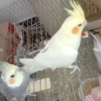 دوعدد عروس هلندی