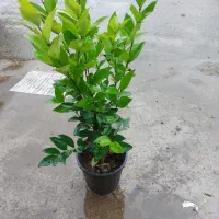 یاس|گل و گیاه طبیعی|املش, |دیوار