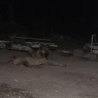 سگ سرابی نر  مامله با اسب