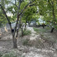 باغچه شهرکی ۳۲۰ متری بوکه سنددار