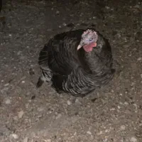 بوقلمون ماده فروشی|حیوانات مزرعه|چاه مرید, |دیوار