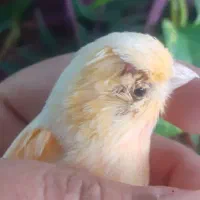 قناری ماده|پرنده|قوچان, |دیوار