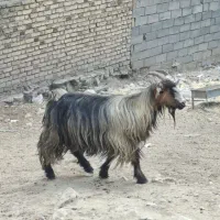 بز و بزغاله