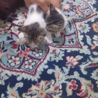 گربه بازیگوش خونگی مادرش هم هست خوشکله