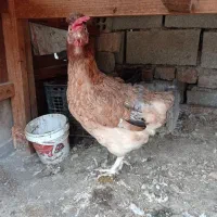 مرغ تخم گذار