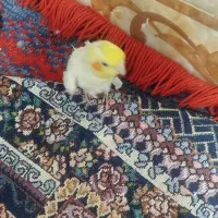 پیدا شده|پرنده|زابل, |دیوار