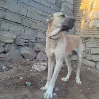 توله سگ سرابی|سگ|مراغه, |دیوار