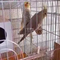 عروس هلندی مولد جفت نرو ماده