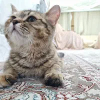 بچه گربهی بسیار آروم|گربه|زاهدان, |دیوار