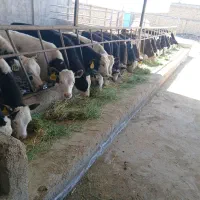 گوساله نر|حیوانات مزرعه|نیشابور, مازول|دیوار