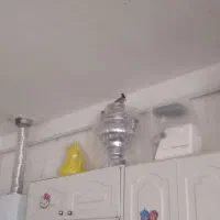 سیره|پرنده|ویسیان, |دیوار