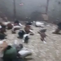 کفتر رنگی|پرنده|بندر ماهشهر, |دیوار