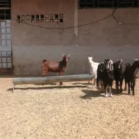 کهره ماده...