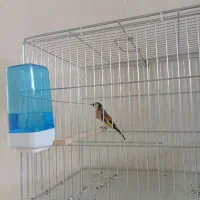 جوجه سال داغسر بکوب بخون روبه مسی