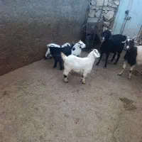 سه راس بز و چهار راس بزغاله|حیوانات مزرعه|ازنا, |دیوار