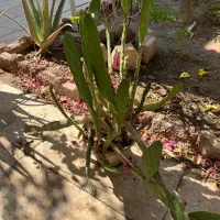 گلدان کاکتوس|گل و گیاه طبیعی|بندر ماهشهر, |دیوار