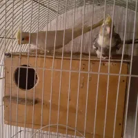 عروس هلندی ۱۰۰|پرنده|کردکوی, |دیوار