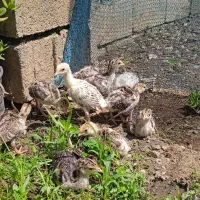 جوجه بوقلمون ،مرغ گلین