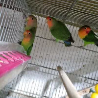 سهره مینا راهب|پرنده|خوی, |دیوار