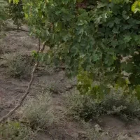 با۵۰میلیون اقساطی باغچهبخرید،سهیلیه،زعفرانیه،کوروش